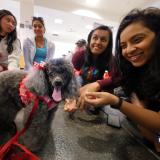 Students interact with Lilly, a toy poodle