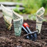 Growing dollar bills in the ground