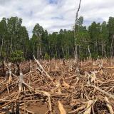 Deforestation in Madagascar