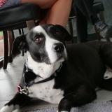 Dog in a veterinary waiting room