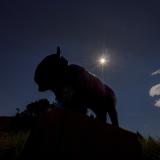 Silhouette of a buffalo statue