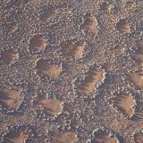 barren patches of ground known as fairy circles