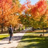 Campus trees in vibrant orange, green and yellow colors frame sidewalks. 