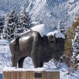 Snow-covered buffalo statue on campus