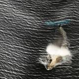 whale swimming in ocean