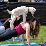 Student participates in yoga with a baby goat on her back