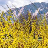 2021 Spring Scenic photos on the CU Boulder campus. 