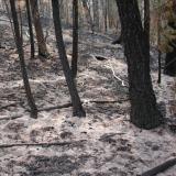 black and dead trees at the site of the Hayman fire