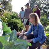 Professor Jill Litt checks on a plant with colleagues Evan Coringrato, Erin Decker and Angel Villalobos