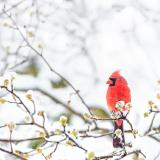 A cardinal sitting on a tree branch in snow