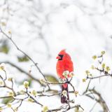 A cardinal sitting on a tree branch in the snow