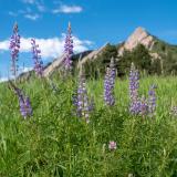 purple flowers with Flatirons in the background
