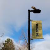 Hawk sits atop a light post with gold 'Be driven' flag