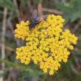 A fly visiting the flowers of alpine false springparsley 