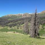 A forest in the southern Rocky Mountains with trees killed by bark beetles.