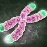 A picture of a telomere