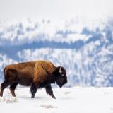 buffalo walking through snow with mountains in background