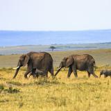 Four elephants walk in a line in the grass