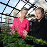 Former undergraduate researcher Elizabeth Lombardi talks with Professor Barbara Demmig-Adams in the greenhouse on the roof of the Ramaley building at the University of Colorado Boulder. (Photo by Casey A. Cass/University of Colorado)