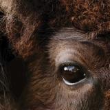 Close-up of Ralphie the buffalo