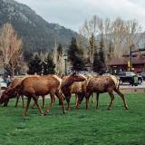 Elk in Estes Park, Colorado