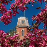 Old Main and pink blossoms