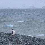 Penguin in the Southern Ocean