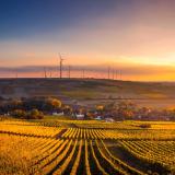 field of crops with wind turbines in background