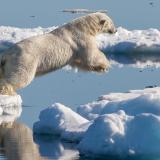 Polar bear chasing a seal