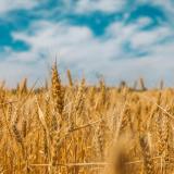 A wheat field