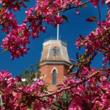 Old Main framed by pink flowers