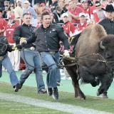 Ralphie and her handlers storm the football field on game day