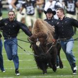 Ralphie and her handlers storming the football field