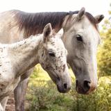 A gray-colored mare with her spotted foal