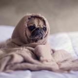 A sick pug cuddled up in bed