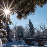 Pine trees covered in snow on the CU Boulder campus