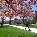 Campus community member walks by spring blossoms on a tree at Norlin Quad, April 2017