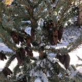 Bruns Serbian spruce is the latest addition to the species of trees on campus