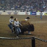 Ralphie runs at the stock show