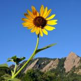 Sunflower held up in front of the Flatirons