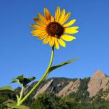 Sunflower in front of the Flatirons