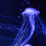 Jelly fish glowing