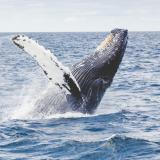 Humpback whale in the ocean