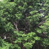 Tree infected with emerald ash borer insects
