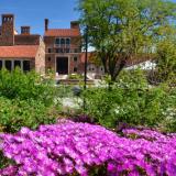 Beautiful Spring flowers bloom in front of the UMC. (Photo by Casey A. Cass/University of Colorado)