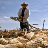 Mexican farmer