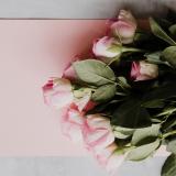 Stock image of roses