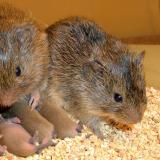 voles and their babies