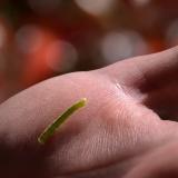 A small green worm in the palm of a person's hand