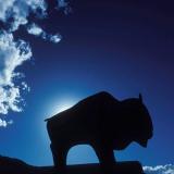 buffalo statue silhouette